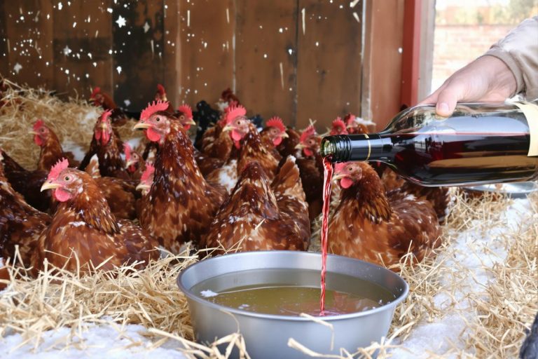 Poules : ce qu’il faut mettre dans leur eau dès aujourd'hui pour doubler leur production d’œufs.jpg