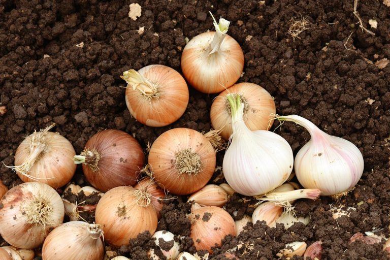 Pourquoi plante-t-on des bulbes d'oignon, d'ail ou d'échalote plutôt que des graines ?.jpg