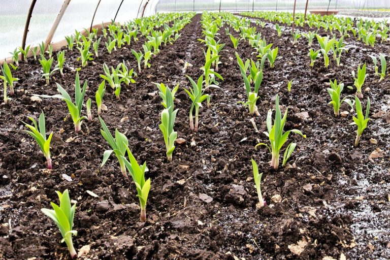 Quels légumes planter au potager en février ?.jpg
