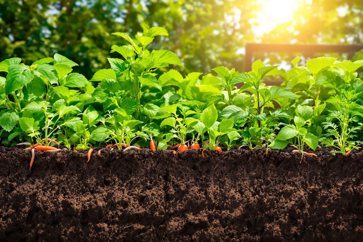 Qu'est-ce qu'un sol vivant ? Pourquoi est-ce essentiel pour votre jardin potager ?.jpg